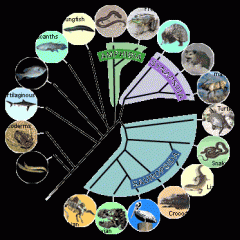 evolutionary history of a species or group of species