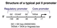 Typical sequences we tend to find in most of regulatory promoter sequences 



