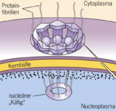 für Moleküle < 10 KDa
mRNA out 
Proteine in