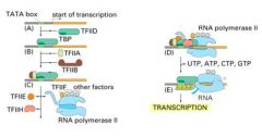 General transcription factors