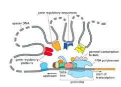 Interacting with pol II and/or general transcription factors 


Modification of chromatin



