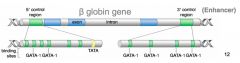 DNA sequences that regulate eukaryotic gene expression 


(N.B can even be within an intron)