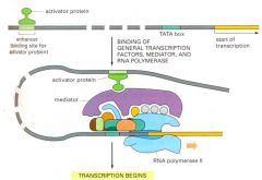 A complex of proteins that links upstream-bound transcription factors to basal complex