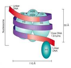 The basic subunit of chromatin 


2 molecules each of H2A, H2B, H3 and H4 (the histone octamer) with 146 bp of DNA wrapped round them (1.8 turns), plus linker DNA each side