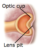 optic cup and lens pit