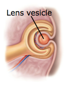 lens vesicle
