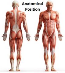 The body stands erect


 


facing forward with legs together


 


the arms are at the sides , with palms forward