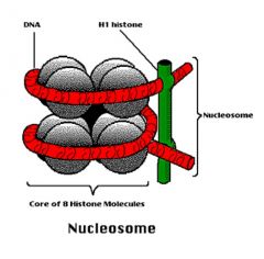 Binds DNA where it leaves and enters the nucleosome core 



