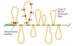 The 30 nm fibres are folded into loops that are attached to a scaffold of non histone proteins 



