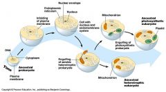 process in which a unicellular organism (host) engulfs another cell, which lives inside the host cell, ultimately becoming an organelle
		
1)  Mitochondrion cells → heterotrophs 
		
2)  Chloroplast cells → autotrophs