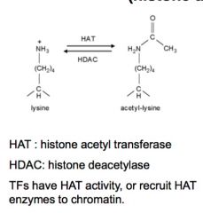 Histone acetyl transferase


Histone deacetylase