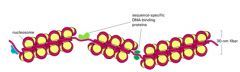 Chromatin is a dynamic structure. 


How can transcription factors access and bind DNA?