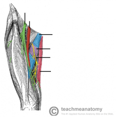 anterior branch of obturator nerve