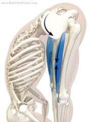hip flexion & knee extension