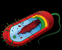 Bacteria


allows bacteria to attach to surface and protects then from host defenses