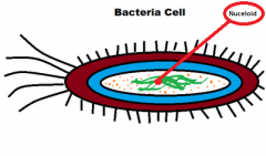 Bacteria Cell


an area where the DNA is concentrated inside a prokaryotic cell