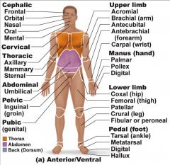 1. Cephalic (head)


( frontal , orbital, nasal, oral , mental)


 


2. Cervical (neck)


 


3. Thoracic


( sternal, axillary, mammary)


 


4. Pelvic


( inguinal aka groin)


 


5. Pubic (genital)