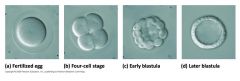 zygote --> 4 cell stage --> morula --> early blastula --> later blastula


blastocoel = cavity


blastomere = one of the cells