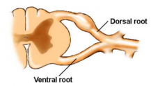 Doral root and ventral root