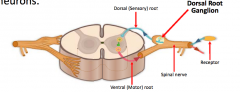 Cell bodies of sensory neurons 
