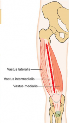 anterior & lateral upper 2/3rds of femur