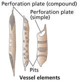 Vessel elements
