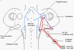 via the juxtarestiform body located in the lateral vestibular nucleus.

*juxtarestiform body = balance, coordination