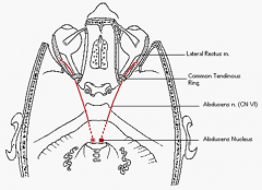 motor innervation to ipsilateral lateral rectus muscle of the eye.
