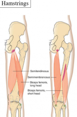 semimembranosus

semitendinosus

biceps femoris