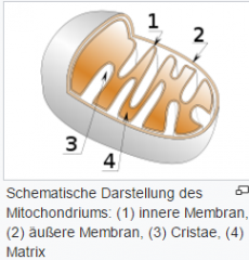 1. äußere Membran
2. innere Membran
3. Christae
4. Matrix