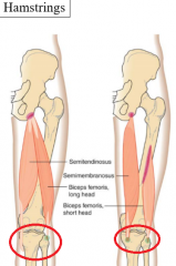 posterior surface of medial condyle of tibia