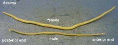 Name of worm, supergroup, phylum