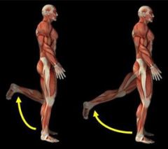 hip extension & knee flexion