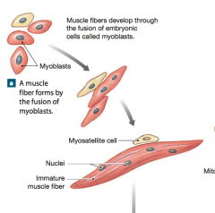 Myoblast cells are a group of embryonic cells. They fuse forming individual multinucleate skeletal muscle fibers. Each nucleus in a skeletal muscle fiber reflects the contribution of a single myoblast. 