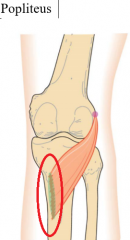 posterior medial condyle of tibia