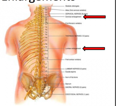 Nerves of shoulders and upper limbs