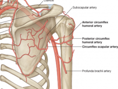 - Circumflex scapular artery (off subscapular artery)