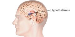 Vilka hormoner produceras i hypothalamus? vad gör de?
