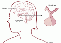 Vilka hormoner produceras i hypofysens baklob? Vad gör de?
