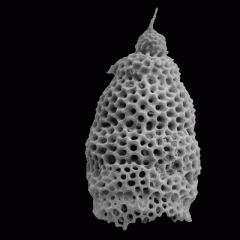 i)	An amoeba with thread-like pseudopodia radiating from a central body through a porous shell