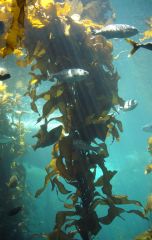 brown kelp