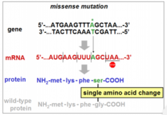 In this base substitution, a GC base pair in wildtypehas been replaced with an AT base pair. Thishas changed the amino acid that will occur in thefourth position – i.e., an amino acid substitution.Depending on where in a polypeptide an aminoacid...
