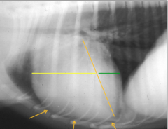 caused by: hypertrophy, dilation
Cardiac diseases: heartworm disease, pulmonic stenosis

more readily identified than left ventricular enlargement

increased sternal contact
- >3 ICS on lateral view
- consider breed variation
Reverse 'D'
...