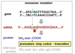 Here a base substitution has changed a codon for anamino acid into a stop codon (a nonsense codon).Because this signals the end of translation of anmRNA, the remainder of the polypeptide will not bemade, even though the sequence downstream ofthe n...
