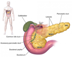 Vilka hormoner produceras i Bukspottskörteln, Pankreas? Vad gör de?
