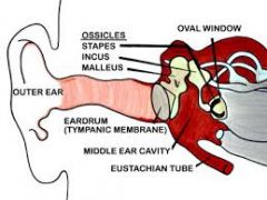 the anvil-bone of the middle ear  