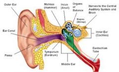 hammer bone of the middle ear 