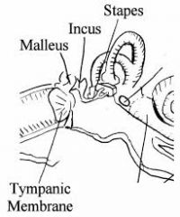 stirrups bone of the middle ear 