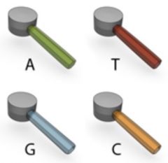 The four ________ bases that occur in nucleotides.
