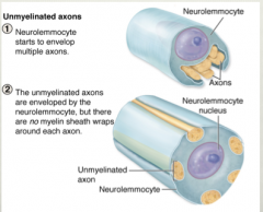 1. Neurolmmocyte starts to enveop multiple axons
2. The unmyelinated axons are enveloped by the neurolemmocyte but ther are no myelin sheath wraps around each axon